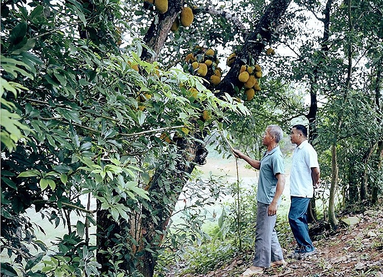 Cây mít nhà ông Đinh Văn Hoan (xóm Tình, xã Tú Lý, Đà Bắc, Hòa Bình)