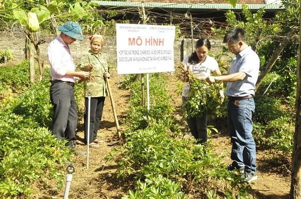 Mô hình trồng cây dược liệu đạt hiệu quả cao (Ảnh: Ánh Nguyệt)