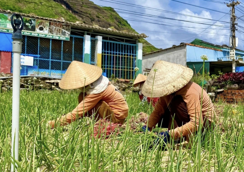 Quảng Ngãi: Người dân đảo Lý Sơn khẩn trương thu hoạch hành tím ứng phó mưa lớn