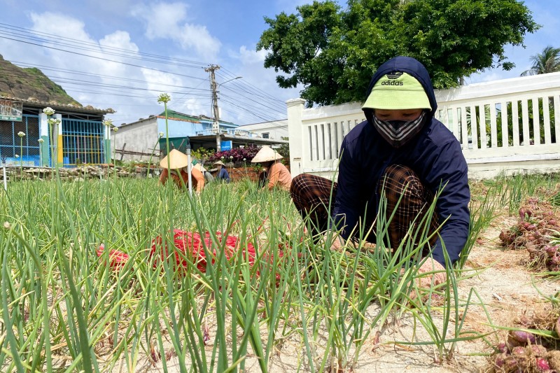 Quảng Ngãi: Người dân đảo Lý Sơn khẩn trương thu hoạch hành tím ứng phó mưa lớn