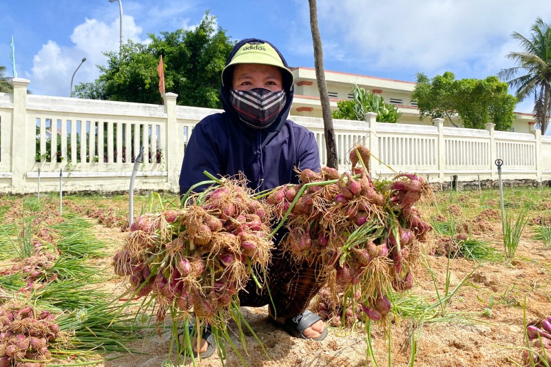 Quảng Ngãi: Người dân đảo Lý Sơn khẩn trương thu hoạch hành tím ứng phó mưa lớn