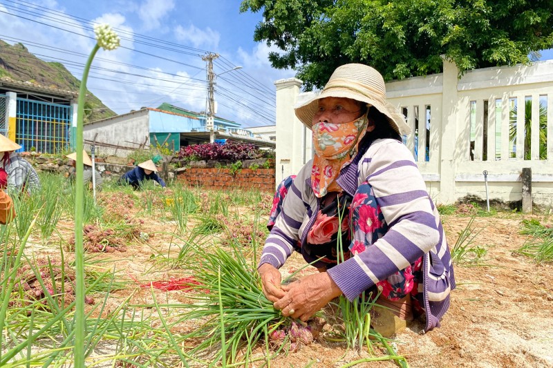 Quảng Ngãi: Người dân đảo Lý Sơn khẩn trương thu hoạch hành tím ứng phó mưa lớn