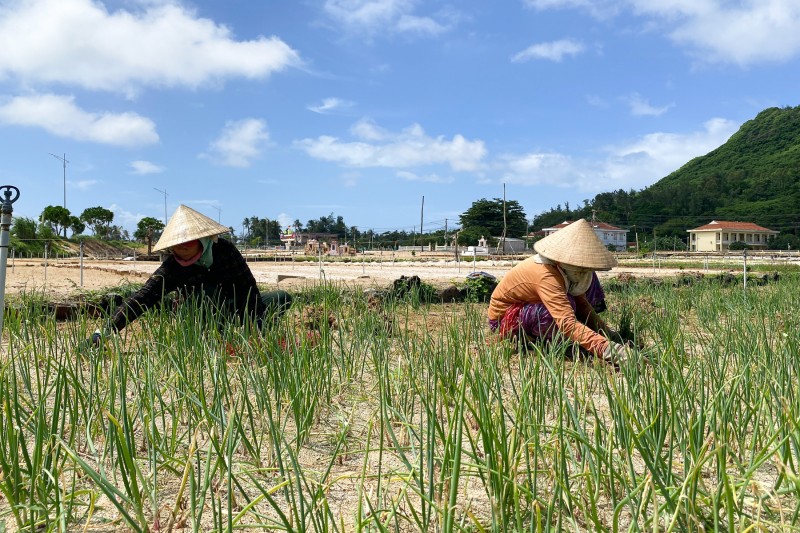 Quảng Ngãi: Người dân đảo Lý Sơn khẩn trương thu hoạch hành tím ứng phó mưa lớn