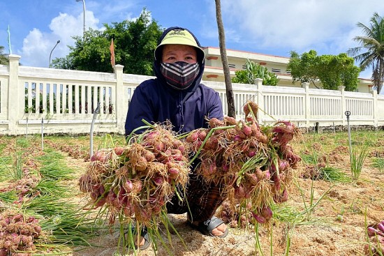 quang ngai nguoi dan dao ly son khan truong thu hoach hanh tim ung pho mua lon