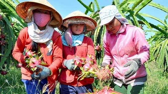 evfta gop phan nang tam khang dinh vi the hang viet tai thi truong ha lan