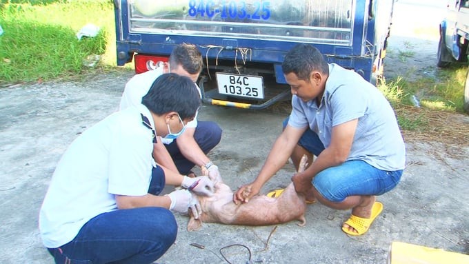 Chi cục Chăn nuôi và Thú y tỉnh Sóc Trăng lấy mẫu máu xét nghiệm một số bệnh trên vật nuôi đối với số heo giống không rõ nguồn gốc