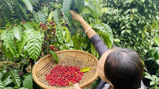 Giá cà phê hôm nay, ngày 6/1/2024: Giá cà phê trong nước 67.600 đồng/kg