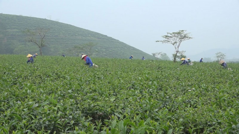 Vị Xuyên (Hà Giang): Nâng cao năng suất, chất lượng chè Shan theo hướng hàng hóa