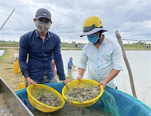 Người dân thu hoạch tôm. (Ảnh: TTXVN phát)