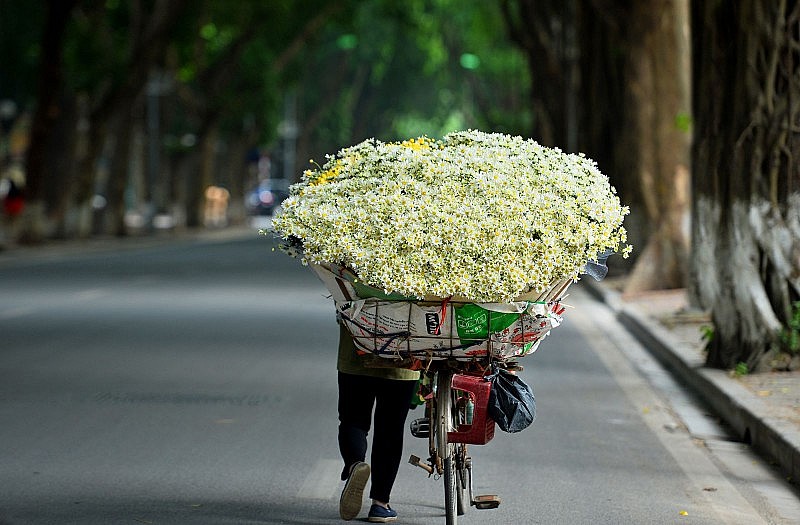 Những xe hoa cúc họa mi dọc các con phố Hà Nội. Ảnh minh họa