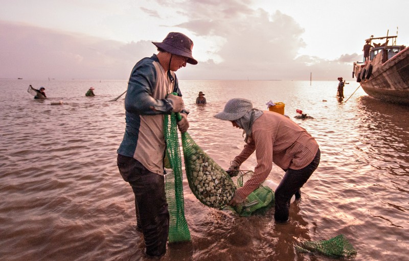 Tiền Giang: Vùng nuôi nghêu huyện Gò Công Đông được chứng nhận đạt tiêu chuẩn quốc tế ASC