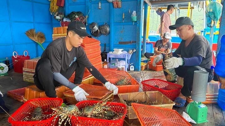 Xuất khẩu tôm hùm bông sang Trung Quốc bị ách tắc: Người nuôi lo lỗ nặng