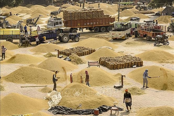  Công nhân vận chuyển gạo tại một chợ bán buôn ngũ cốc ở Amritsar, Ấn Độ. Ảnh: AFP/TTXVN