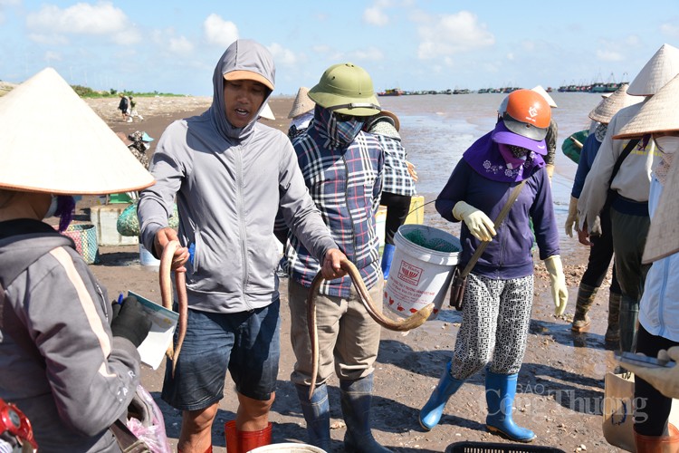 Nam Định: Sốc với giá hải sản rẻ bất ngờ tại chợ cá Giao Hải Nam Định: Sốc với giá hải sản rẻ bất ngờ tại chợ cá Giao Hải