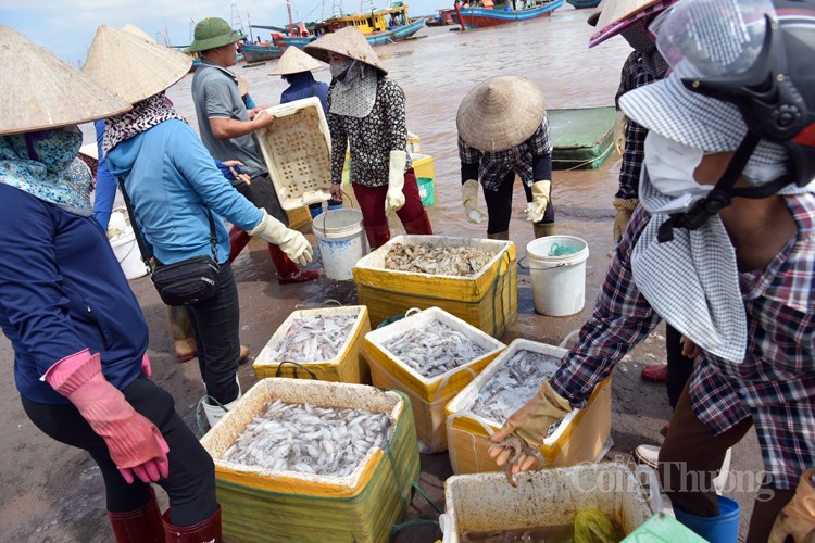 Nam Định: Sốc với giá hải sản rẻ bất ngờ tại chợ cá Giao Hải