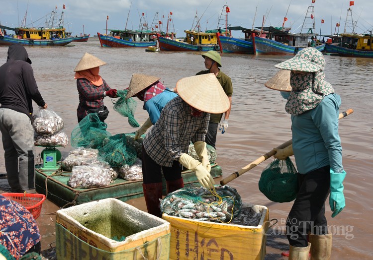 Nam Định: Sốc với giá hải sản rẻ bất ngờ tại chợ cá Giao Hải