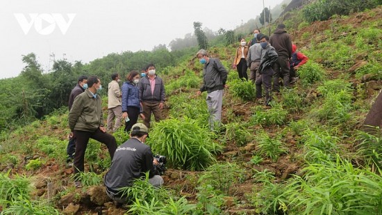 Quảng Ngãi: Tiềm năng phát triển vùng chuyên canh cây dược liệu