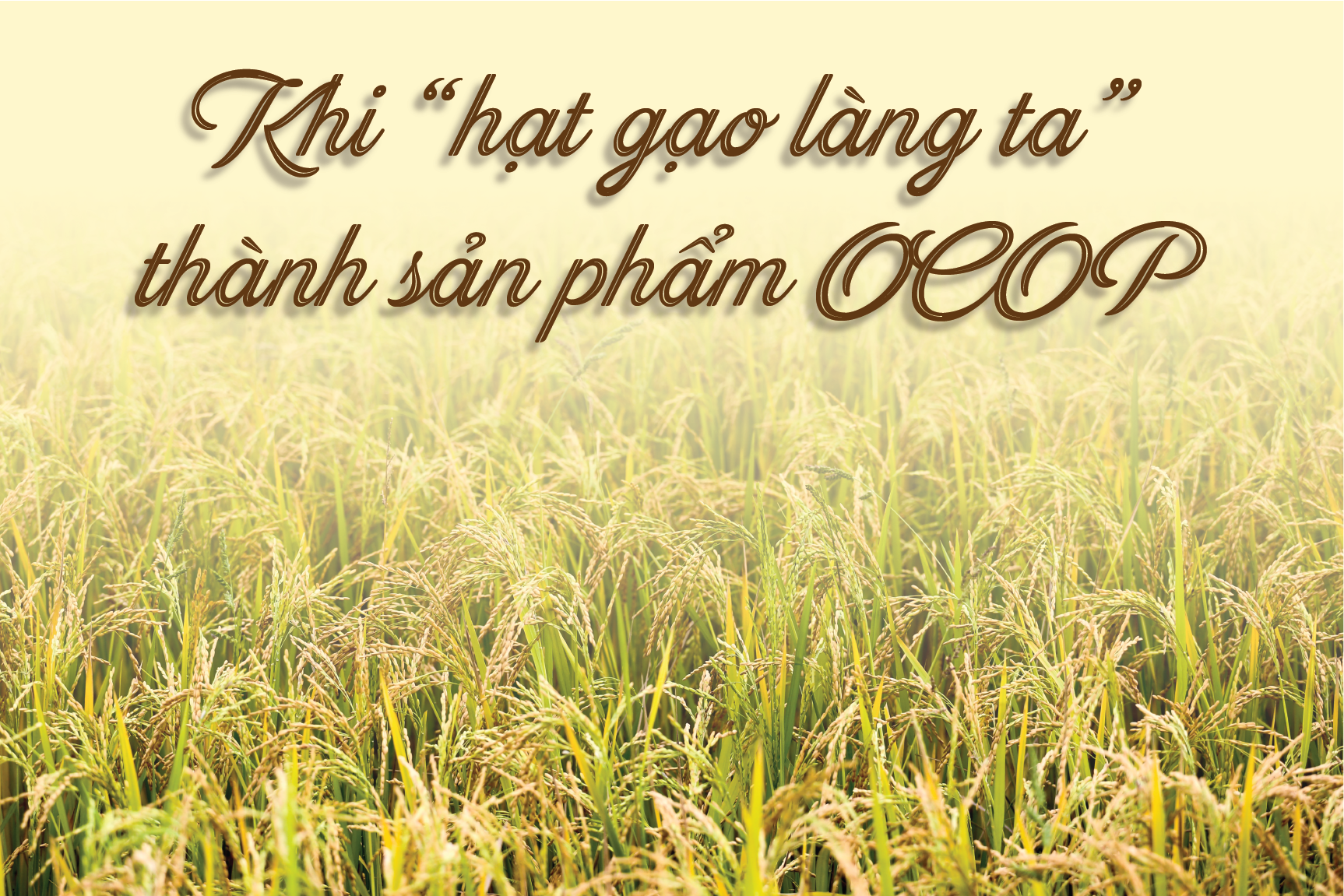 Khi “hạt gạo làng ta” trở thành sản phẩm OCOP