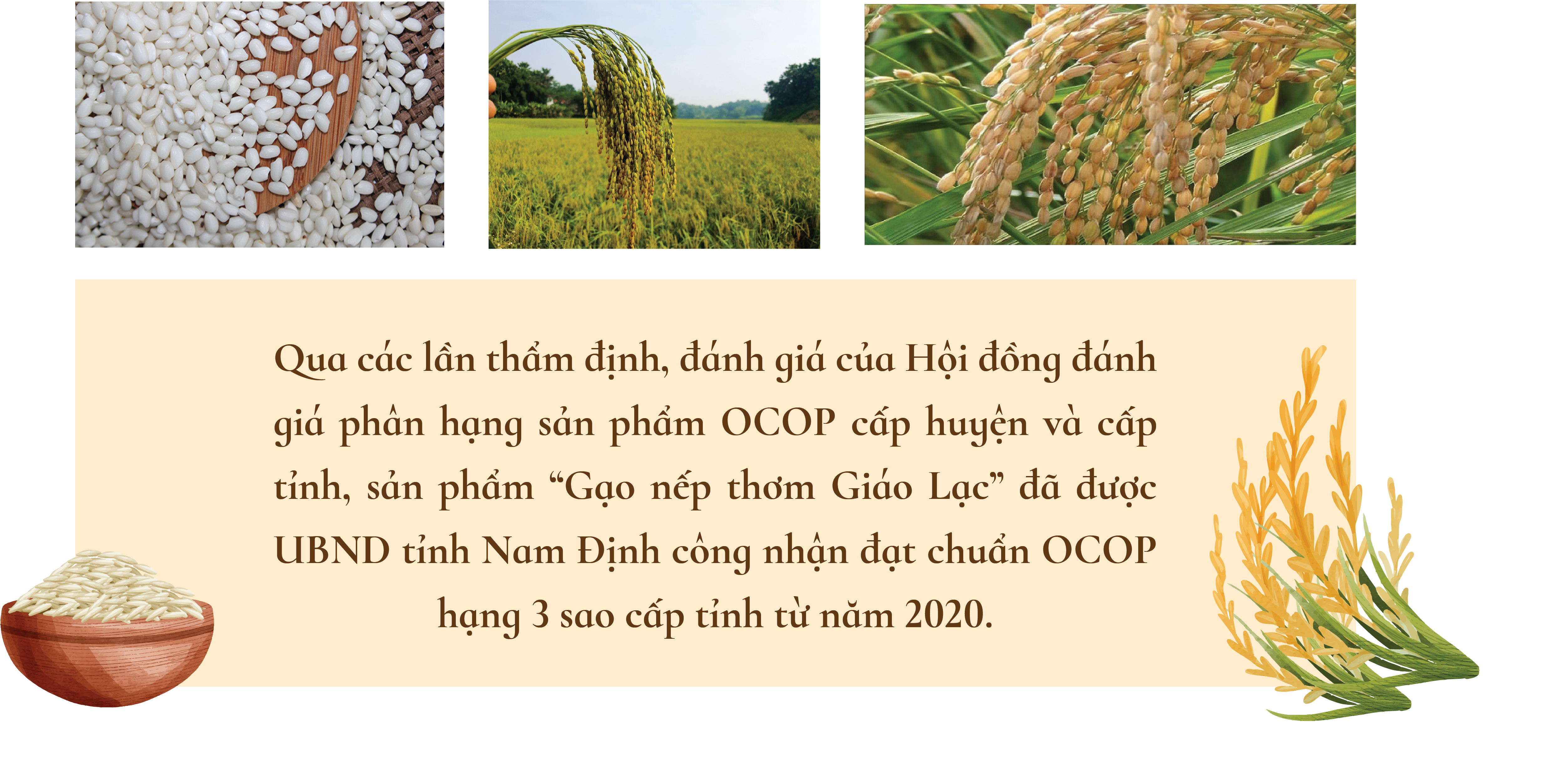 Khi “hạt gạo làng ta” trở thành sản phẩm OCOP