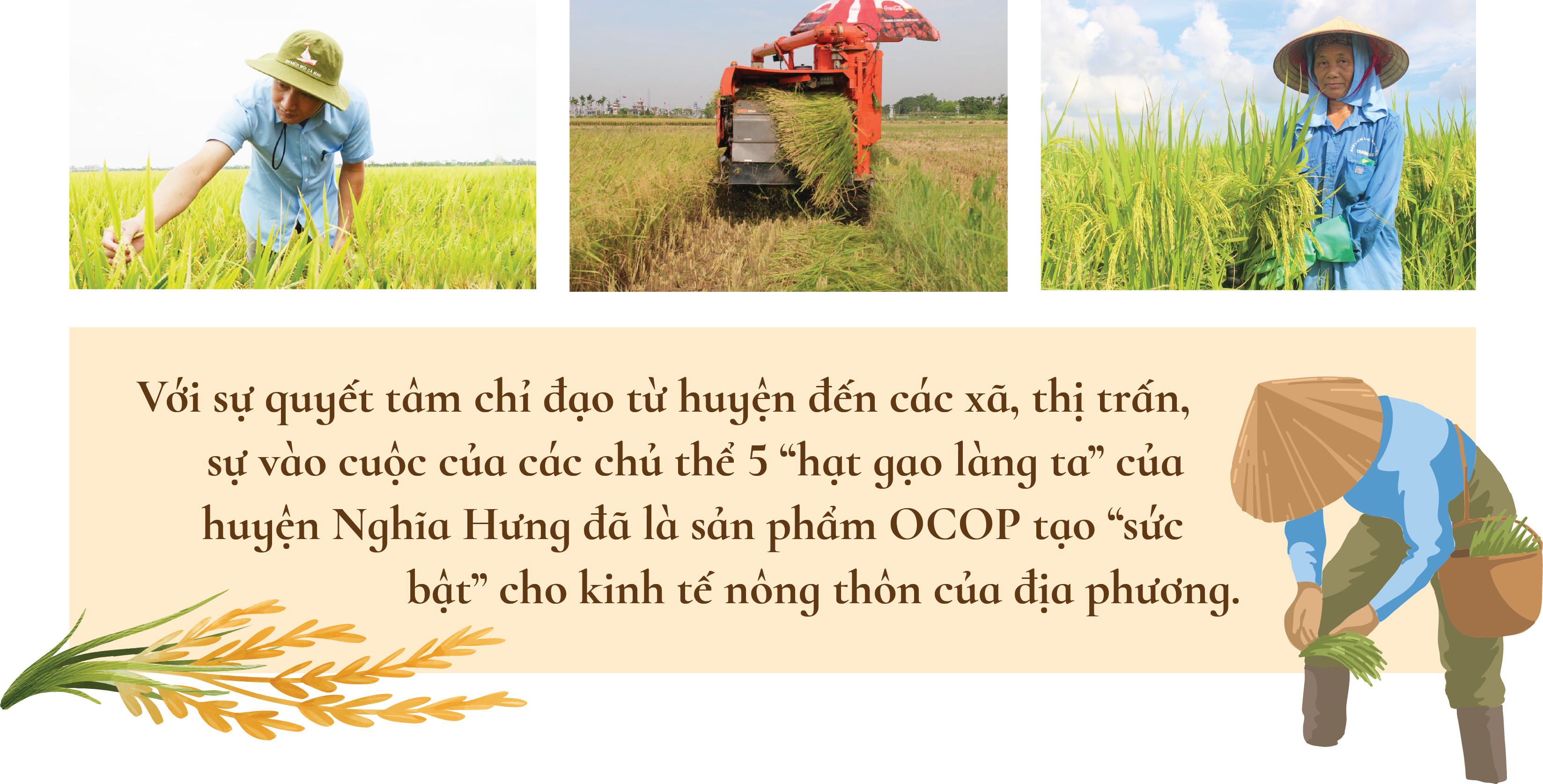 Khi “hạt gạo làng ta” trở thành sản phẩm OCOP