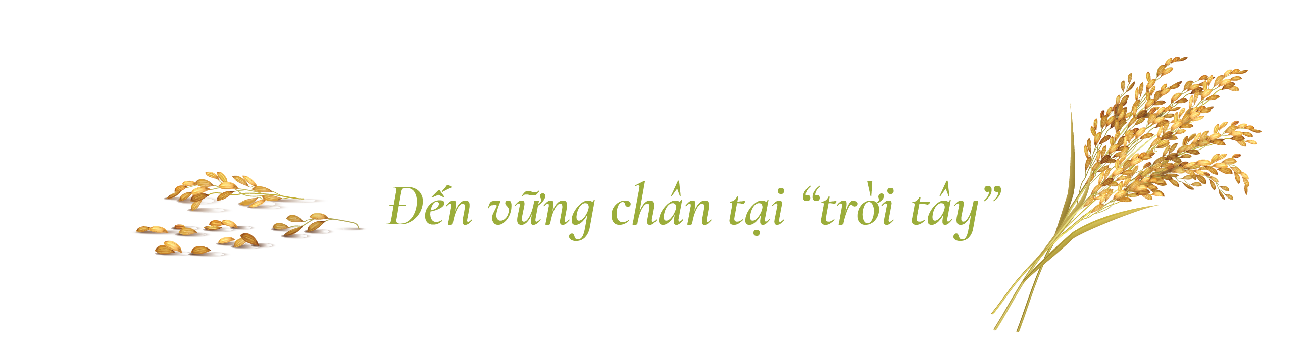 Khi “hạt gạo làng ta” trở thành sản phẩm OCOP