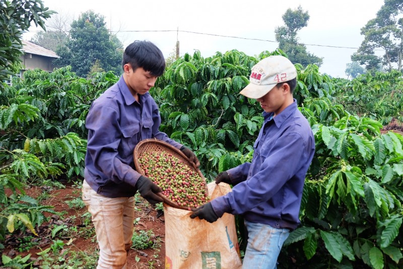 Xuất khẩu cà phê giảm 12,4%, giá xuất khẩu đạt đỉnh