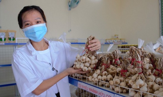 Tỏi Lý Sơn: Lần đầu tiên có mô hình liên kết bao tiêu dài hạn