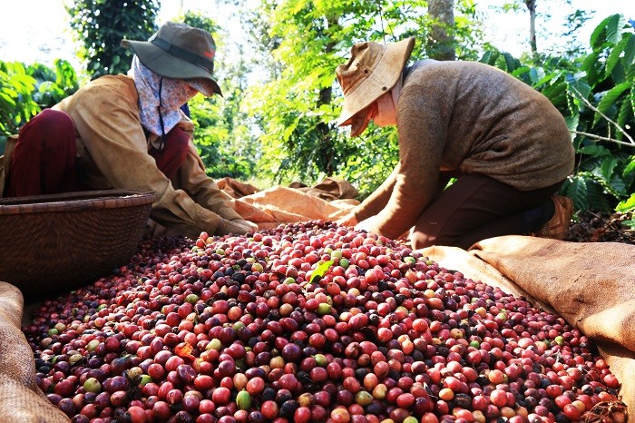 Nhiều dư địa cho càphê xuất khẩu của Việt Nam tại thị trường Algeria