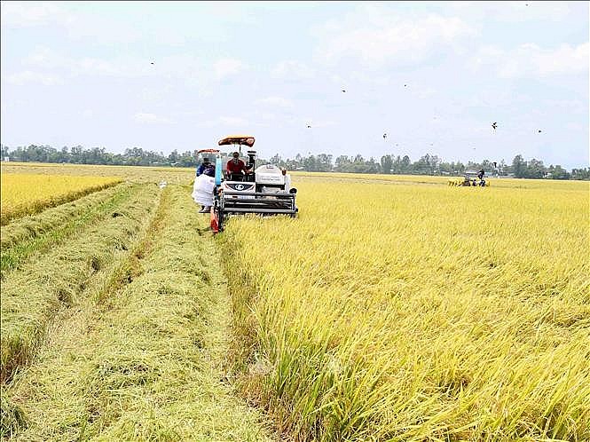 Đến 2030, hình thành một triệu héc-ta vùng chuyên canh lúa chất lượng cao, phát thải thấp. Ảnh minh họa: Vũ Sinh/TTXVN