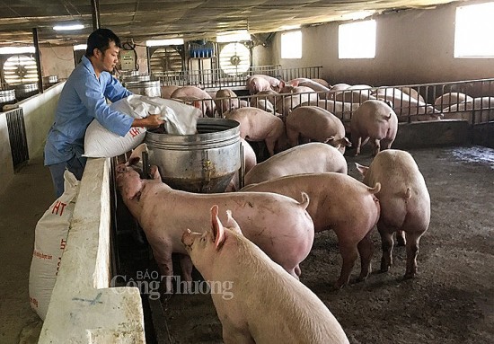 Giá heo hơi hôm nay ngày 18/4/2024: Đà tăng diễn ra trên diện rộng
