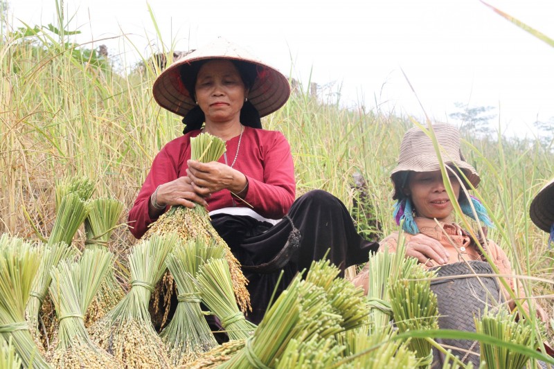 Hòa Bình: "Mùa vàng" nơi vùng cao Đà Bắc