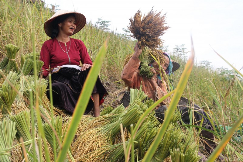 Hòa Bình: "Mùa vàng" nơi vùng cao Đà Bắc