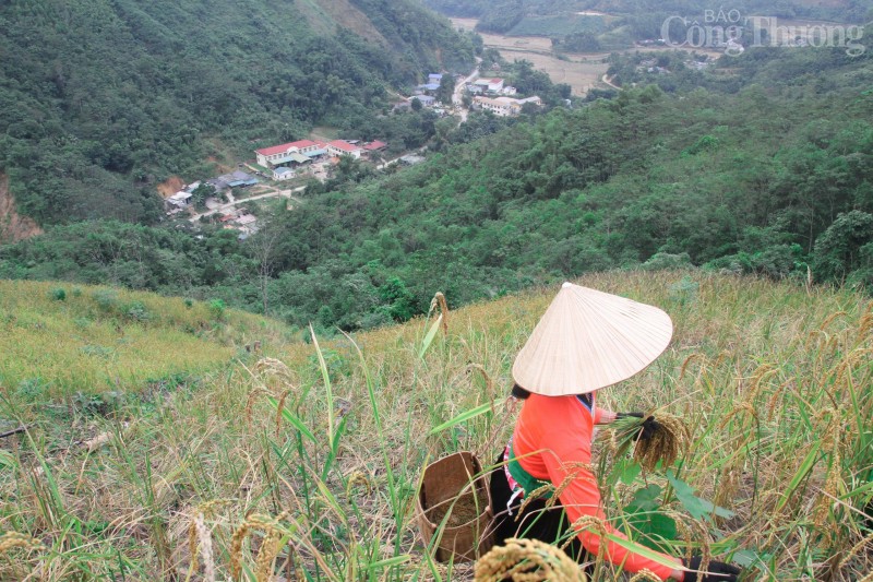 Hòa Bình: "Mùa vàng" nơi vùng cao Đà Bắc