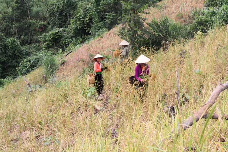 Hòa Bình: "Mùa vàng" nơi vùng cao Đà Bắc