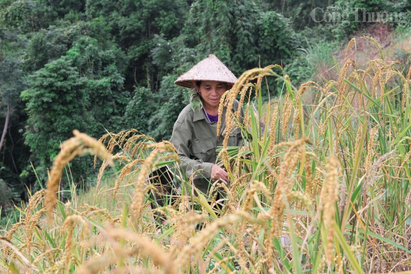 Hòa Bình: "Mùa vàng" nơi vùng cao Đà Bắc