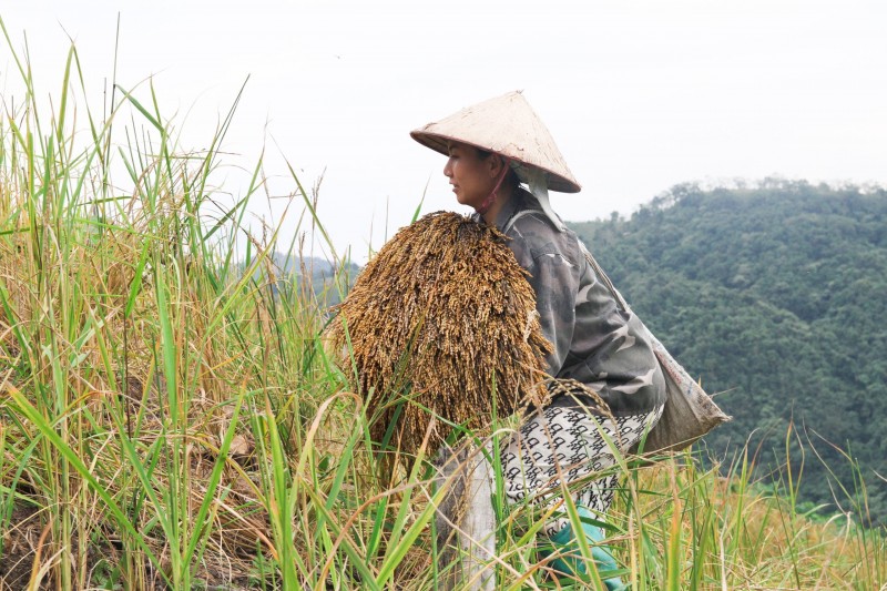 Hòa Bình: "Mùa vàng" nơi vùng cao Đà Bắc