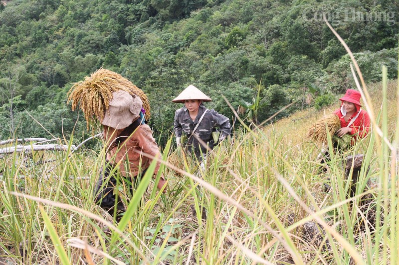 Hòa Bình: "Mùa vàng" nơi vùng cao Đà Bắc