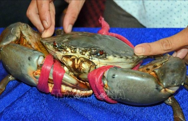 Chỉ dẫn địa lý 