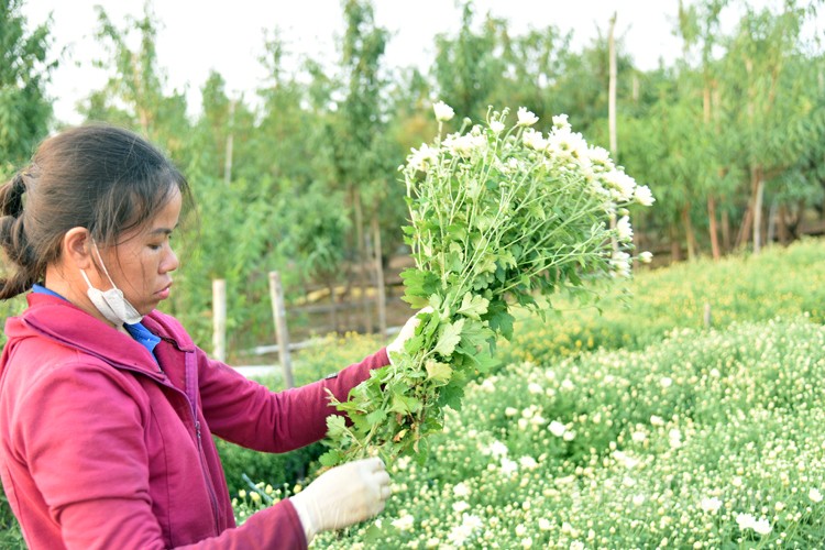 Hà Nội: Sau thời gian gây sốt, giá cúc họa mi đã chạm đáy?