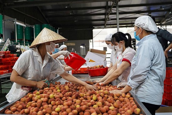 Thực hiện hiệp định EVFTA: Bắc Giang tăng sức cạnh tranh cho sản phẩm xuất khẩu