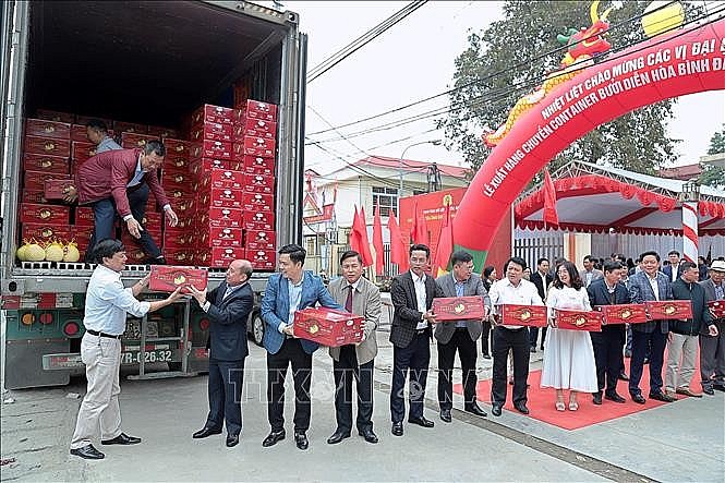 Vận chuyển bưởi Diễn lên xe container đi xuất khẩu. 