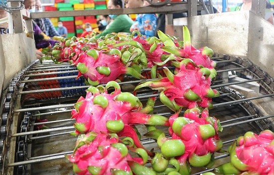 thanh long viet doi dien voi nhieu thach thuc tu thi truong