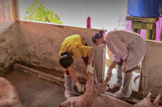 Tiền Giang: Tập trung quyết liệt phòng, chống bệnh dịch tả lợn châu Phi