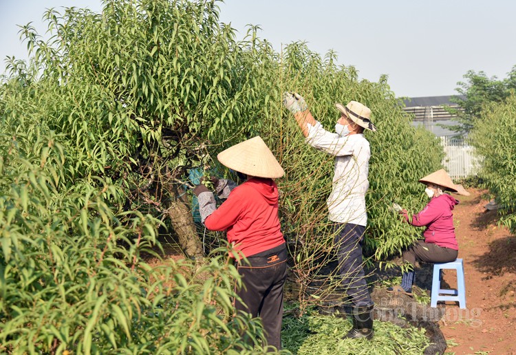 Ngỡ ngàng kỹ thuật điêu luyện của người trồng đào Nhật Tân