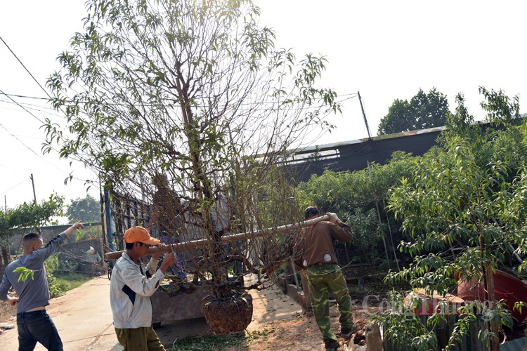 Ngỡ ngàng kỹ thuật điêu luyện của người trồng đào Nhật Tân Ngỡ ngàng kỹ thuật điêu luyện của người trồng đào Nhật Tân
