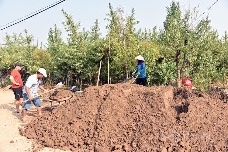Ngỡ ngàng kỹ thuật điêu luyện của người trồng đào Nhật Tân Ngỡ ngàng kỹ thuật điêu luyện của người trồng đào Nhật Tân
