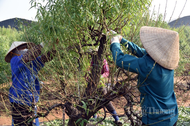 Ngỡ ngàng kỹ thuật điêu luyện của người trồng đào Nhật Tân