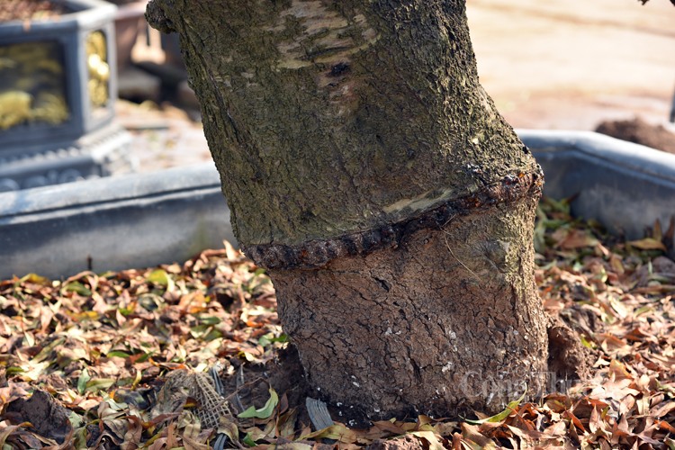Ngỡ ngàng kỹ thuật điêu luyện của người trồng đào Nhật Tân Ngỡ ngàng kỹ thuật điêu luyện của người trồng đào Nhật Tân
