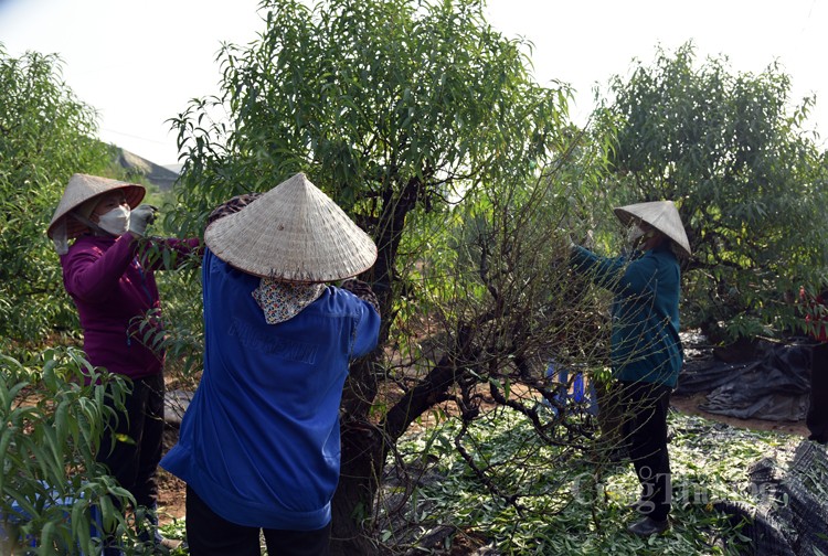 Ngỡ ngàng kỹ thuật điêu luyện của người trồng đào Nhật Tân