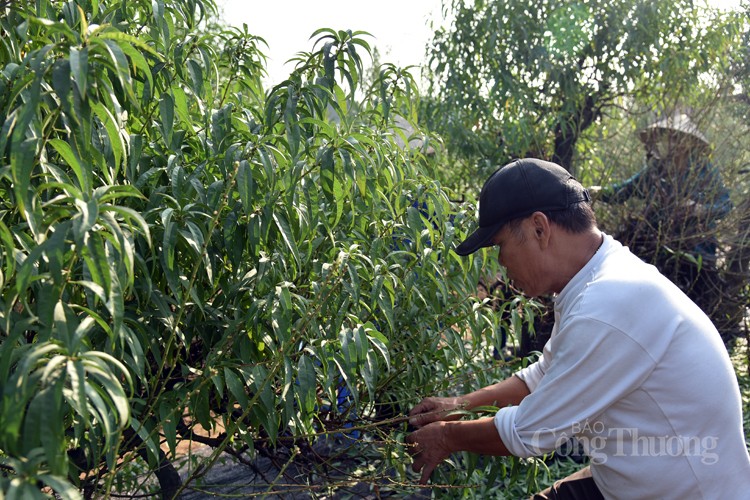 Ngỡ ngàng kỹ thuật điêu luyện của người trồng đào Nhật Tân Ngỡ ngàng kỹ thuật điêu luyện của người trồng đào Nhật Tân